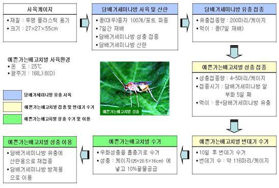 예쁜가는배고치벌의 사육체계도